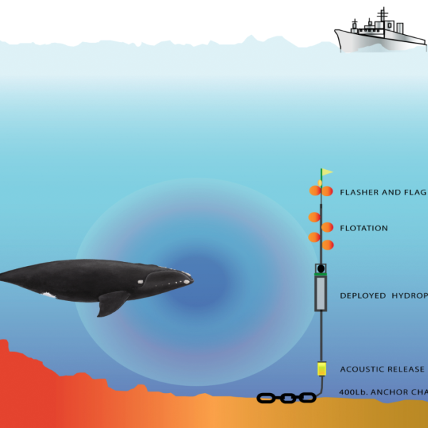 An illustration of a whale underwater and a boat traveling above. A circle near the whale indicates the area sounds is heard and how loudly.