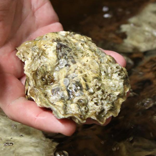 A hand holds a oyster shell. 